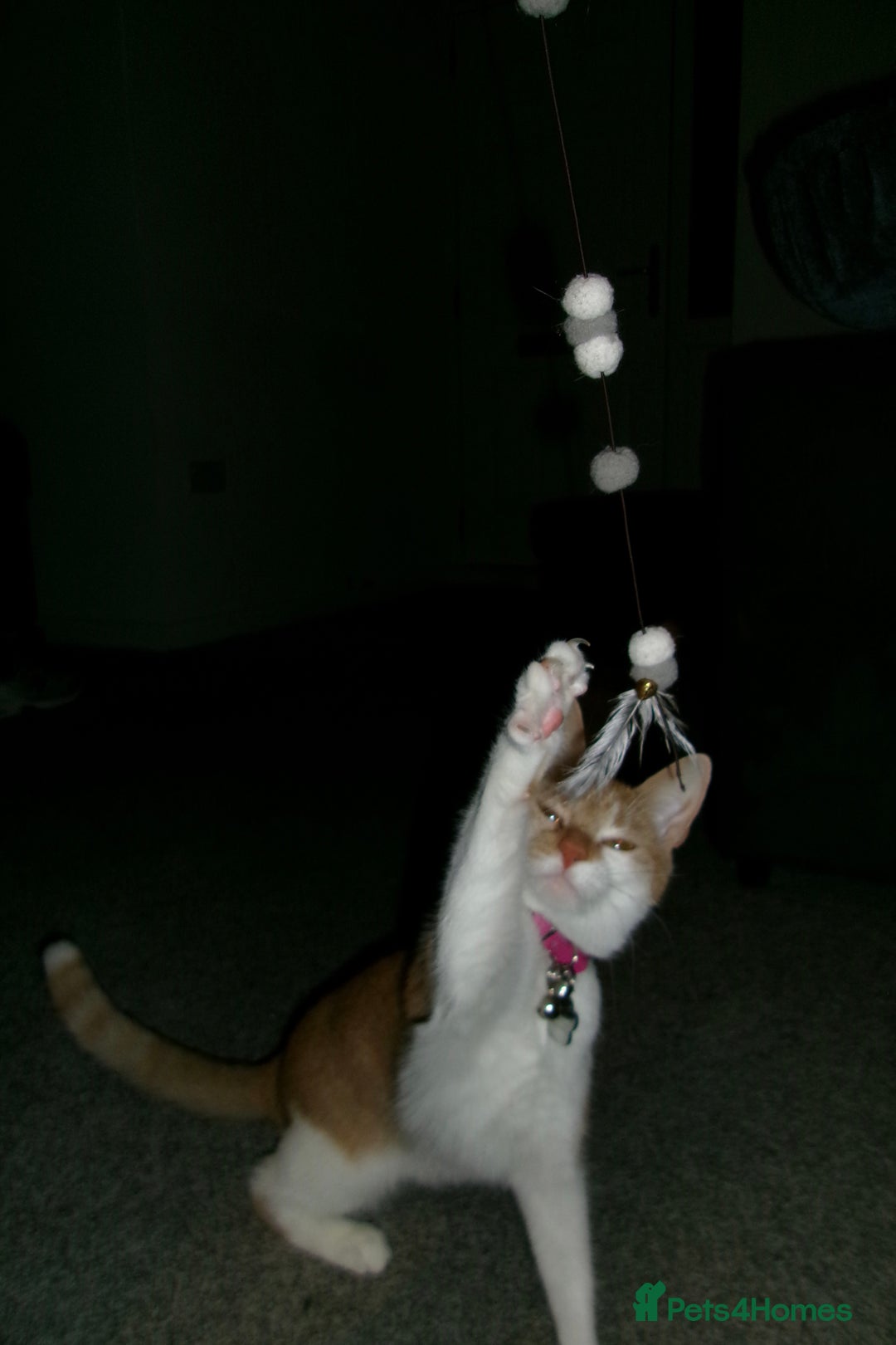 Domestic Shorthair cats for sale: Ginger & White Domestic Female Shorthair - Advert 3