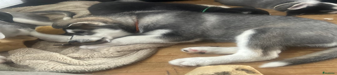 Puppy 6 Orange 