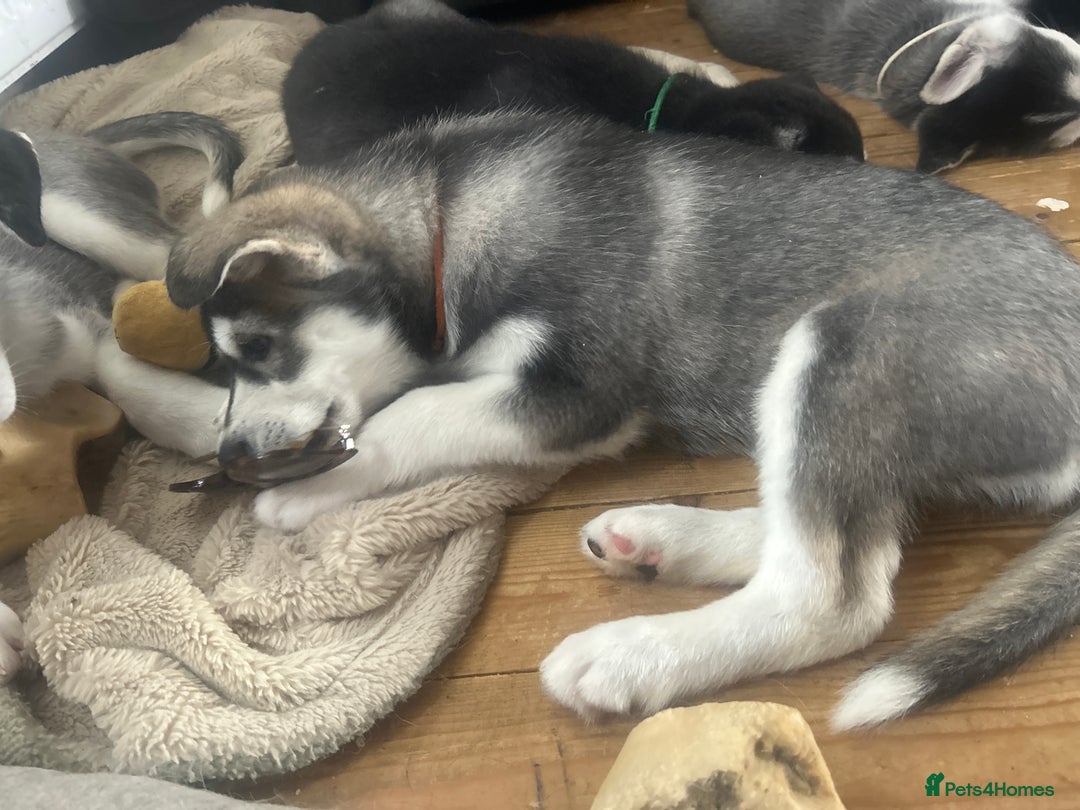 Siberian Husky dogs for sale: Lovely husky puppies, ready for new homes on 25/8 - Image 25