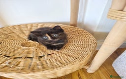 Mixed Breed cats for sale: 1 Ginger boy and 1 Tabby girl available  - Image 2