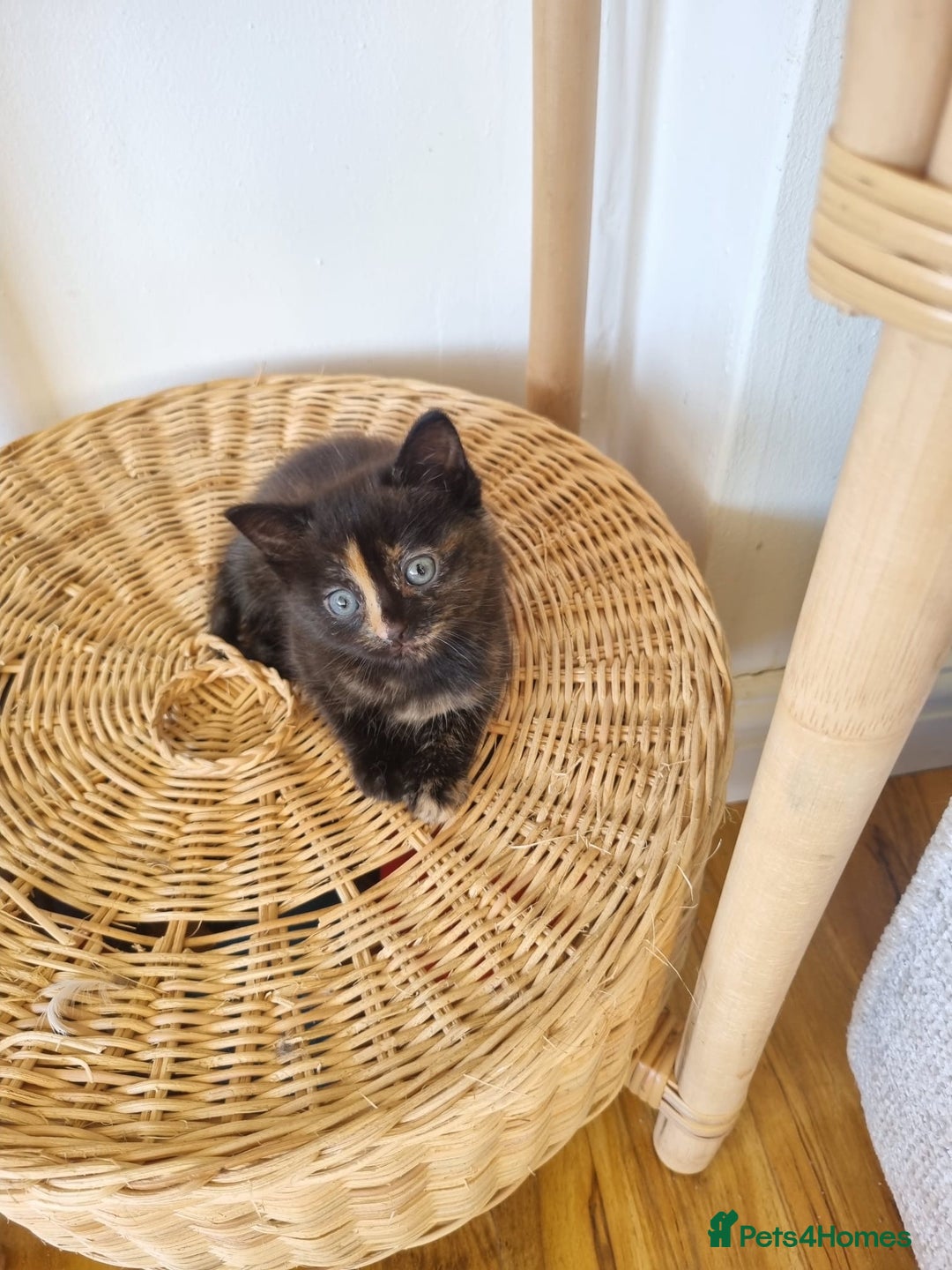 Mixed Breed cats for sale: 1 Ginger boy and 1 Tabby girl available  - Image 2