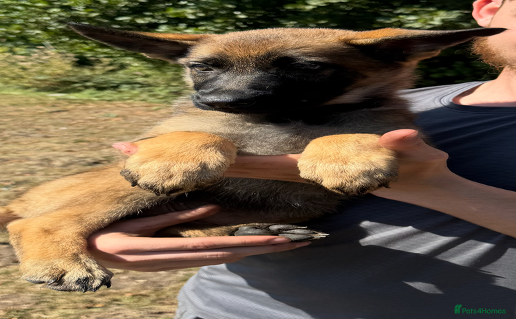 German Shepherd dogs - Advert 4