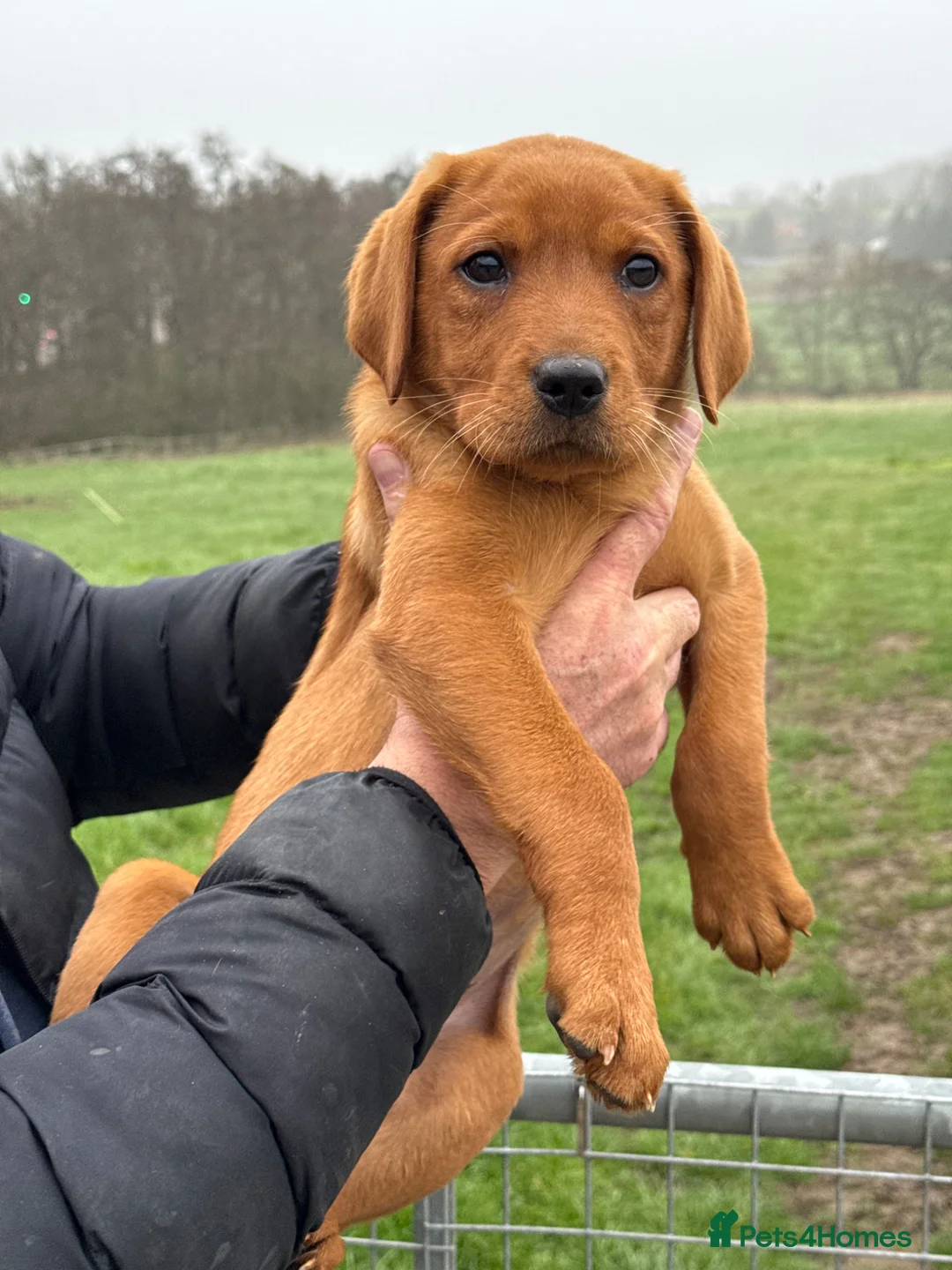 Labrador Retriever dogs for sale: Beautiful Fox Red Boy- Ready to leave - Advert 4