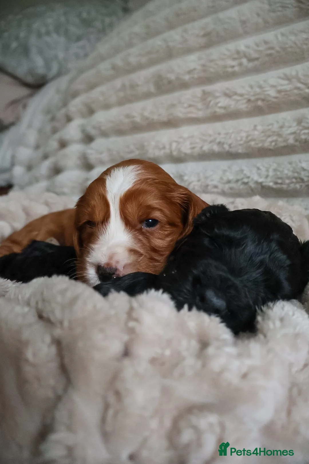 Cocker Spaniel dogs for sale: Cocker Spaniel Puppies - Advert 17