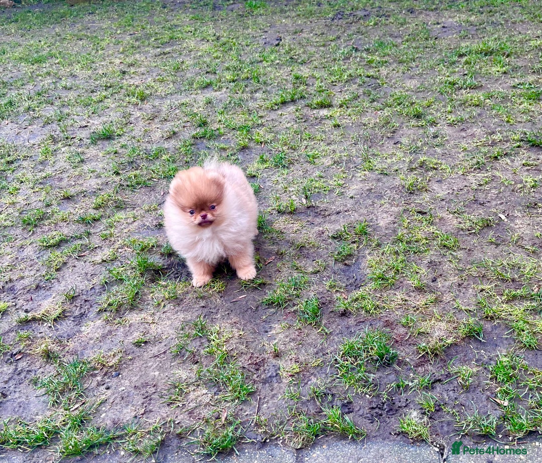 Pomeranian dogs for sale: Top Quality 🐻 Teddy Face🧸Perfect Size - Advert 10