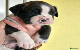 Boxer dogs for sale: Top Quality Boxer Puppies - Image 4