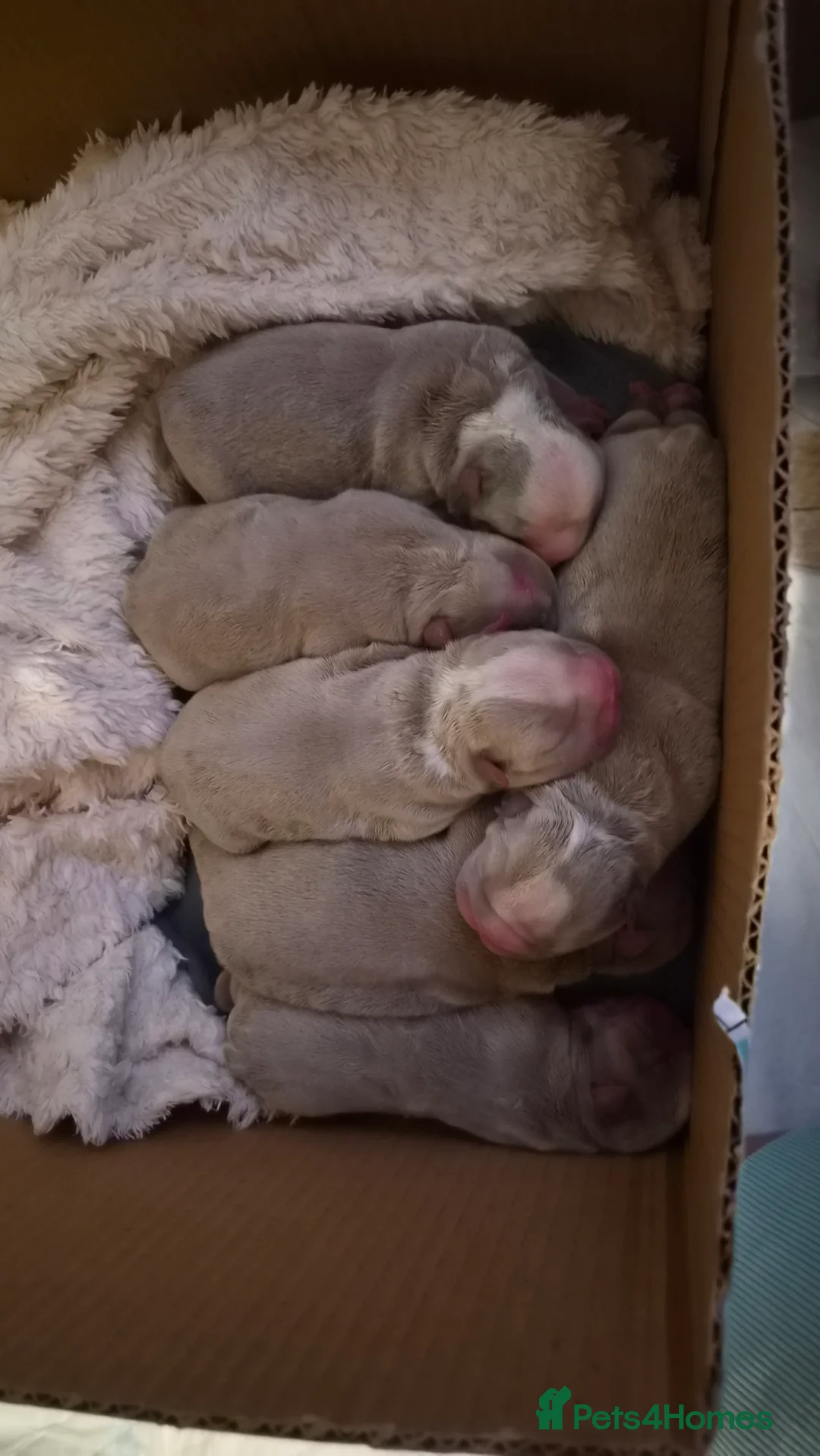 English Bulldog dogs for sale: Lilac and White bulldog puppies - Advert 5