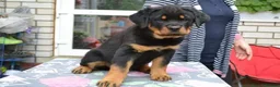 Rottweiler dogs for sale: jahxs saspdm Rottweiler pups for sale in Brighouse - Advert 2