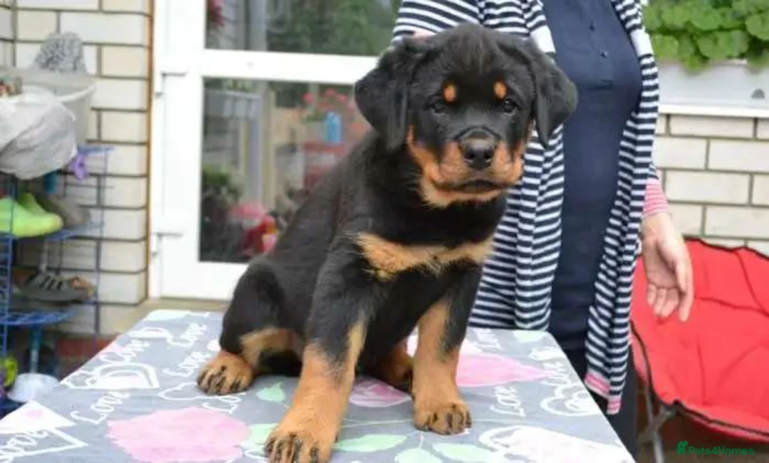 Rottweiler dogs for sale: jahxs saspdm Rottweiler pups for sale in Brighouse - Advert 2