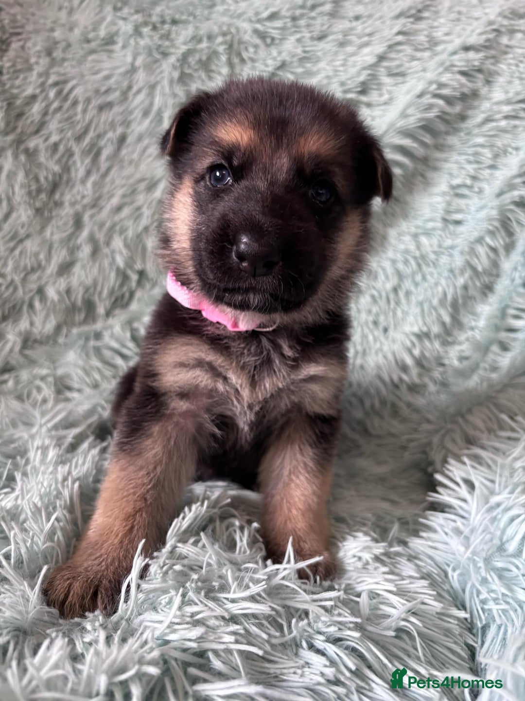 German Shepherd dogs for sale: German Shepard KC Reg Puppies in Scunthorpe - Image 13