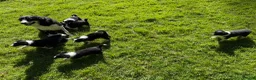 Border Collie dogs for sale: Border Collie Puppies from Working Stock in Carnforth - Advert 11