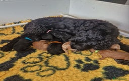 Cockapoo dogs for sale: EXCEPTIONAL HEALTH TESTED SHOW TYPE COCKAPOOS F1B - Image 3