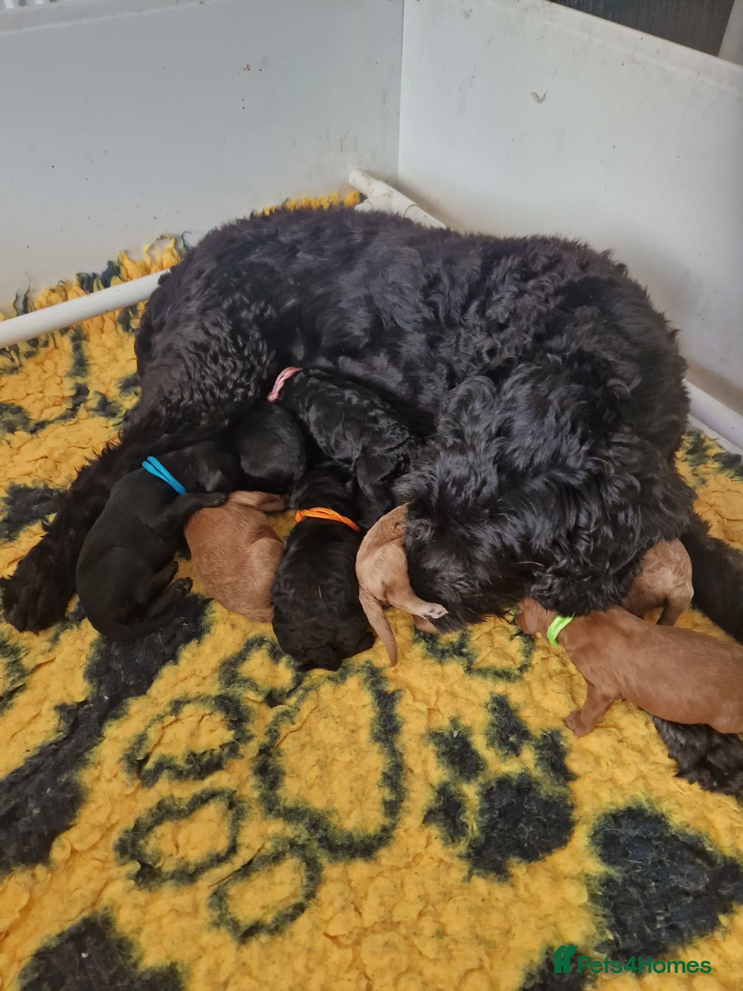 Cockapoo dogs for sale: EXCEPTIONAL HEALTH TESTED SHOW TYPE COCKAPOOS F1B - Image 3