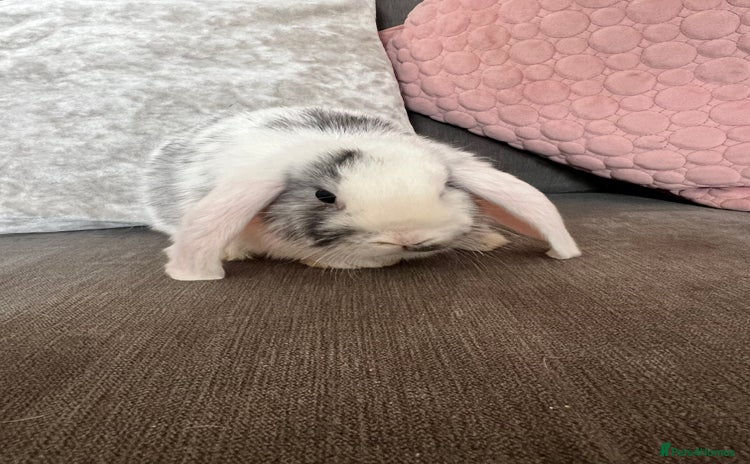 Mini Lop rabbits - Advert 16