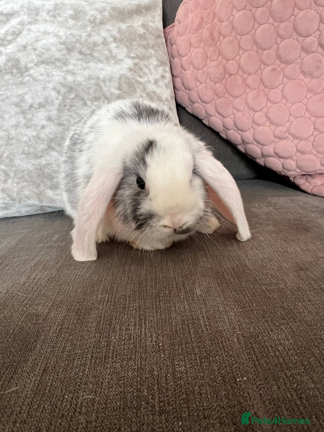 Mini Lop rabbits for sale: Beautiful mini lop rabbits for sale - Image 25