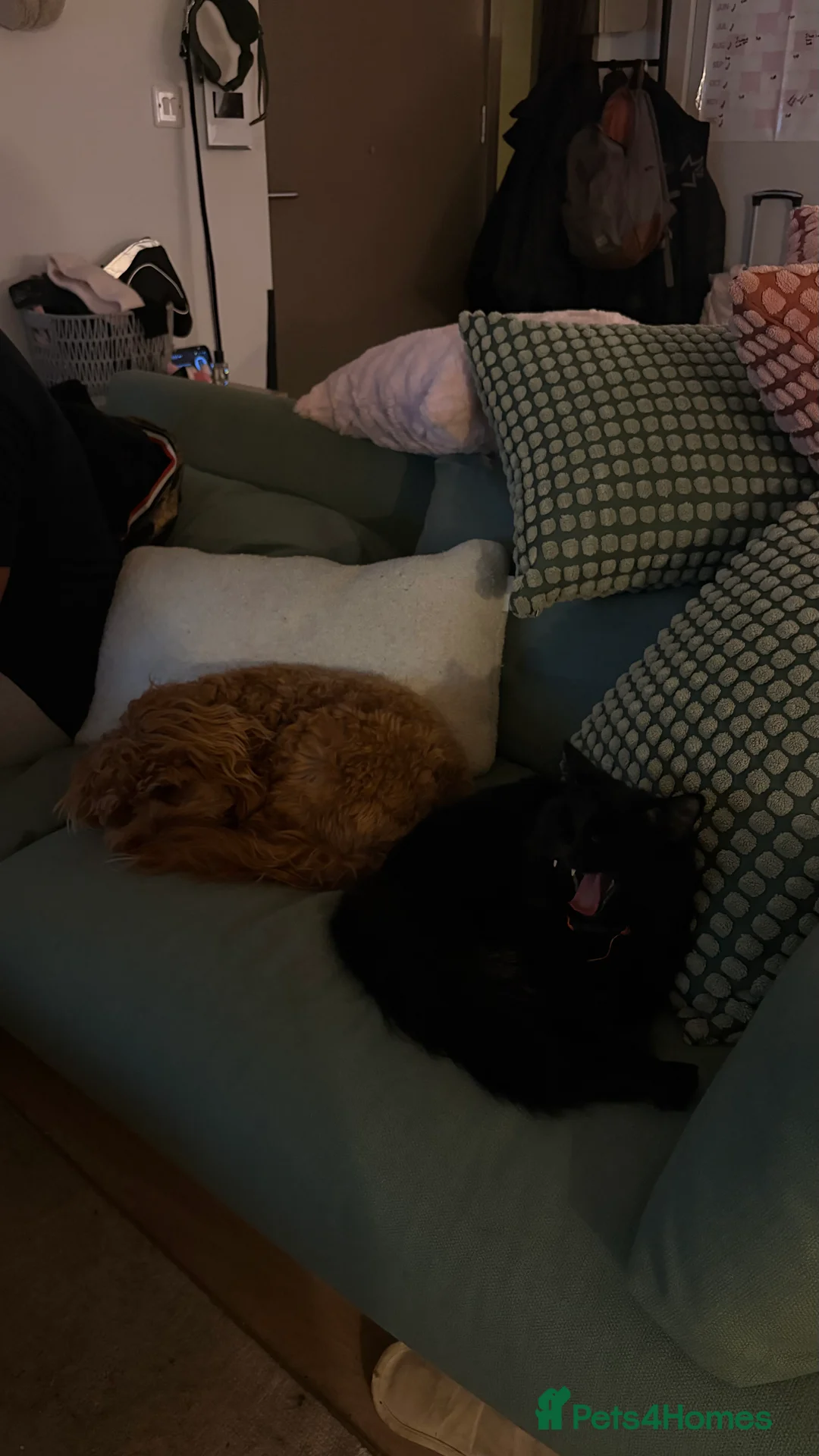 Mixed Breed cats for sale: Mochi Kimchi & Miso - Advert 22