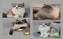 Ragdoll cats for sale: Active Tica Champion blood Ragdoll kittens - Image 1
