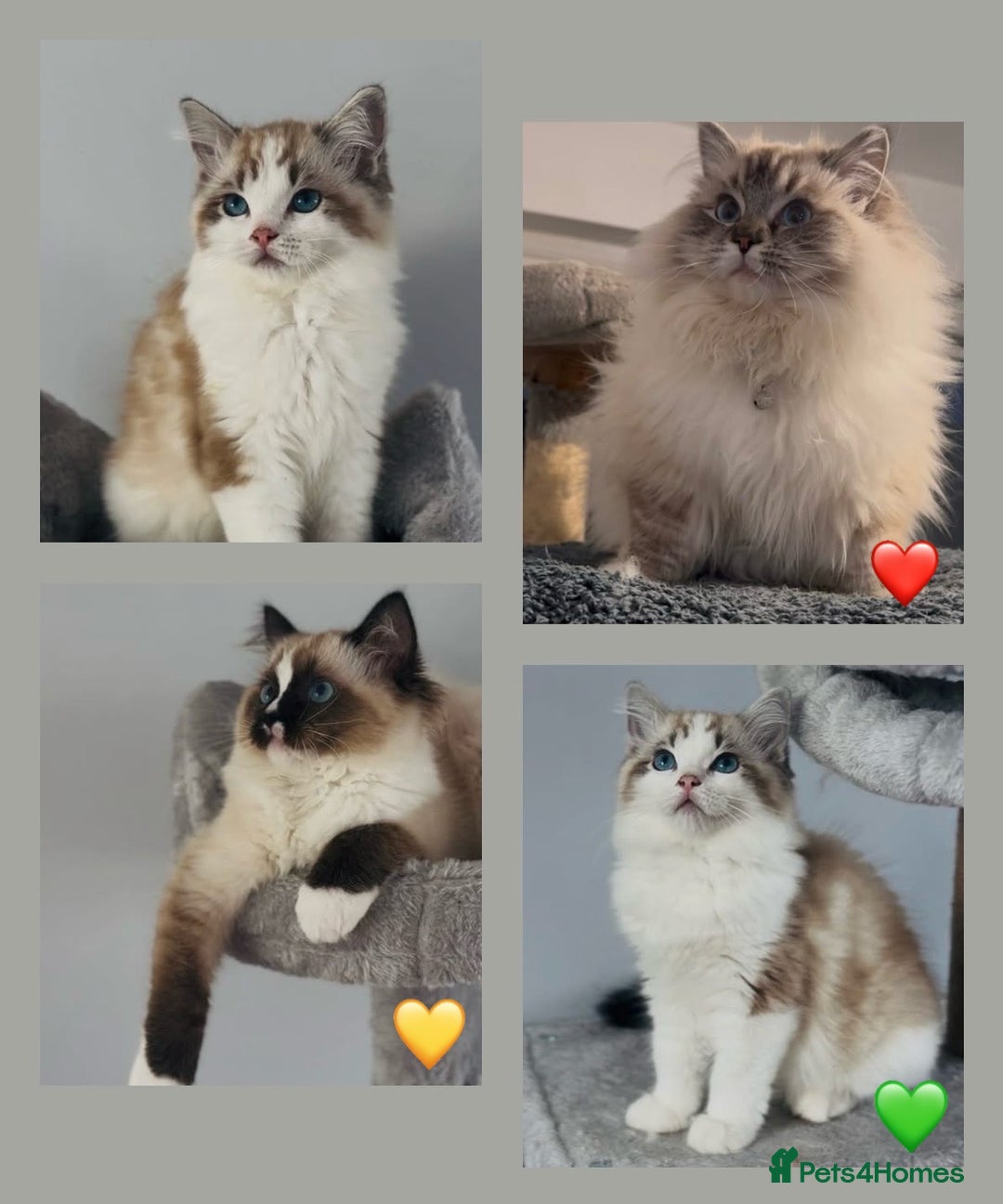Ragdoll cats for sale: Active Tica Champion blood Ragdoll kittens - Image 1