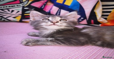 Maine Coon cats - Advert 3