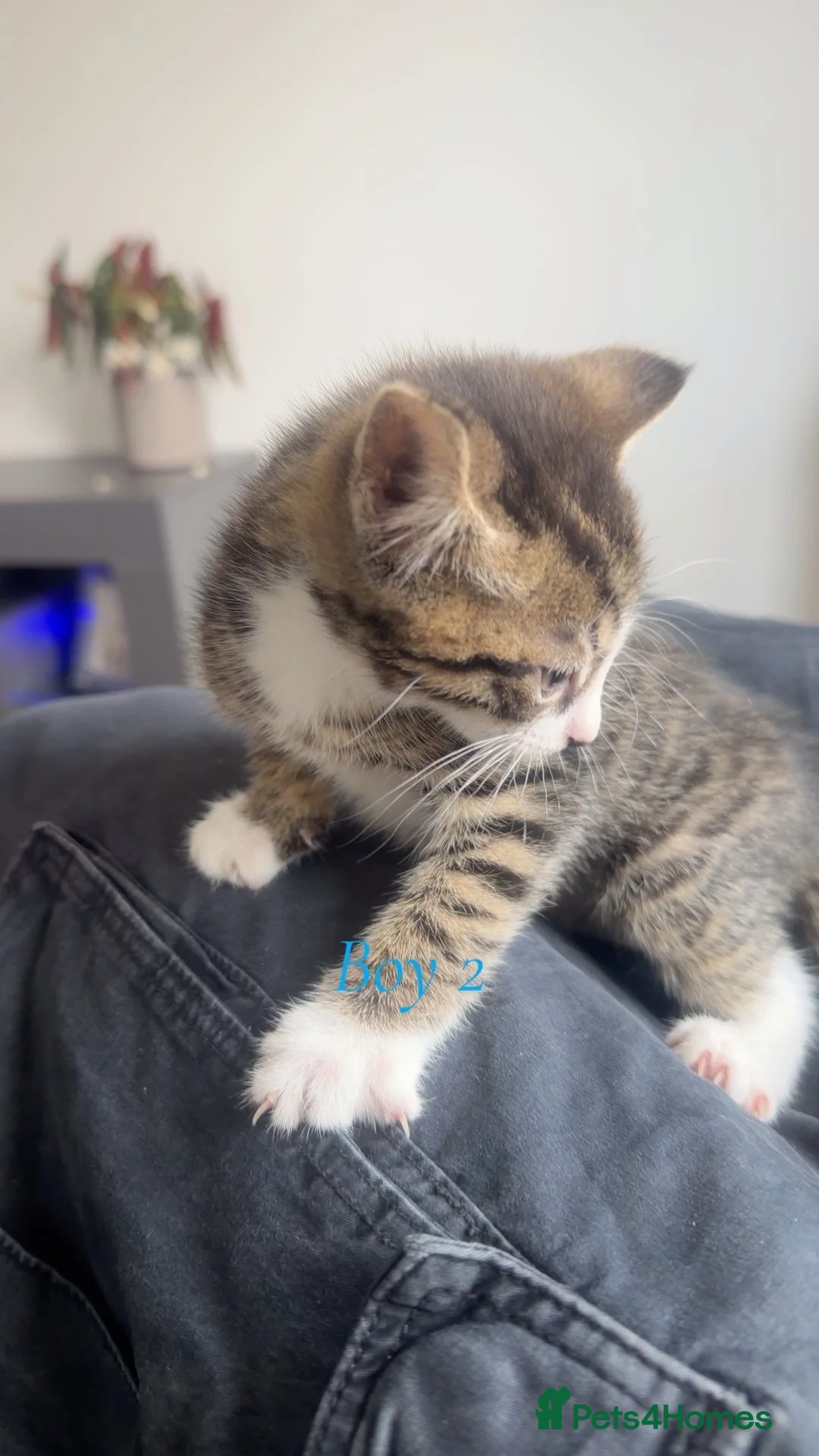Mixed Breed cats for sale: Kittens for sale mixed litter - Advert 9