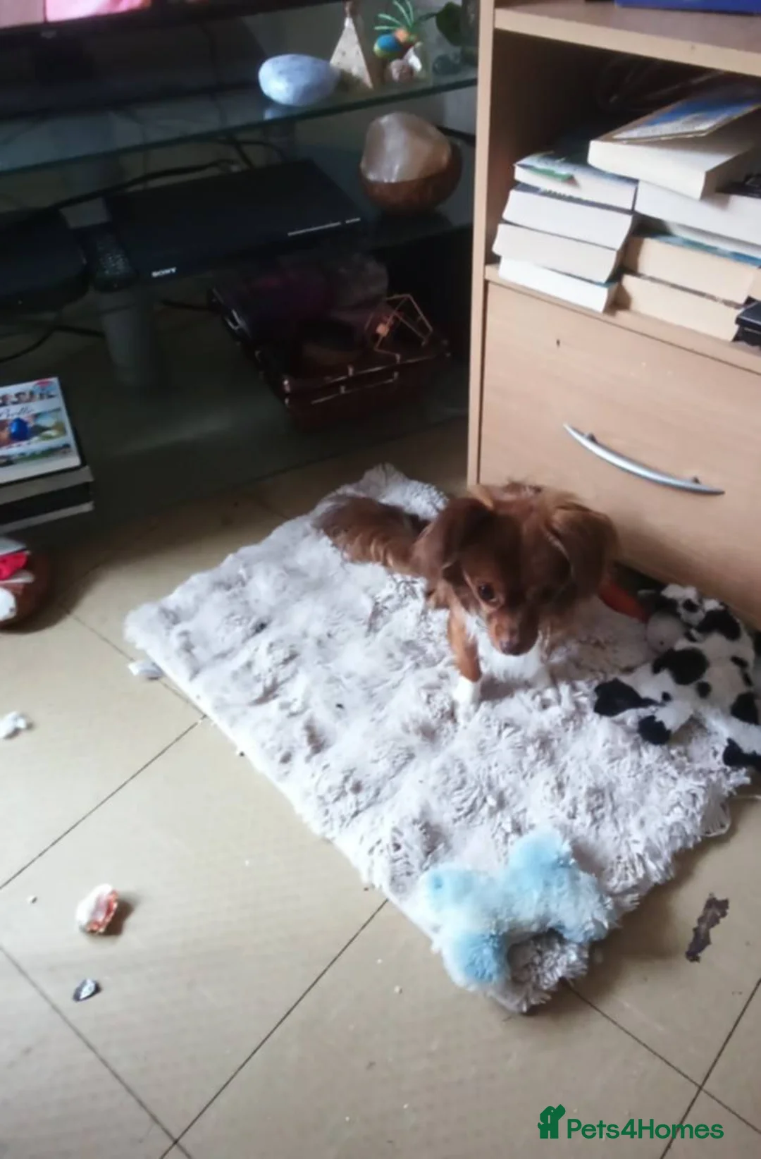 Mixed Breed dogs for sale: Male pomchi in Poole - Advert 2