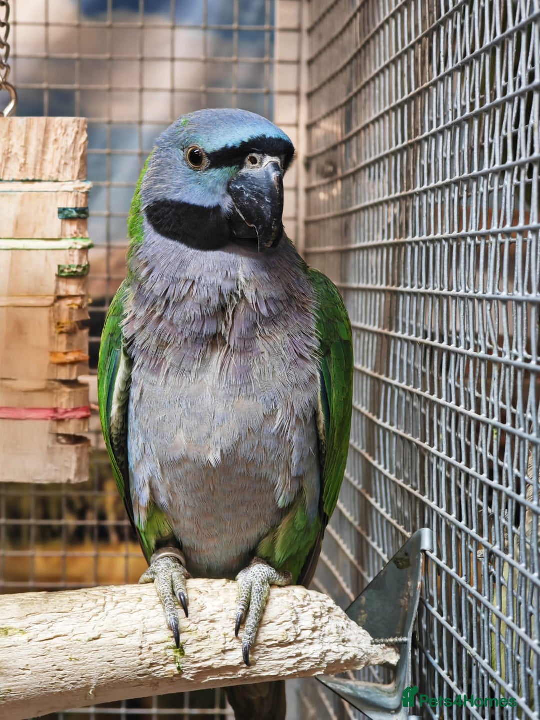 Parrots birds for sale: Xxx BIRDS/PARAKEETS/PARROTS xxX - Advert 16