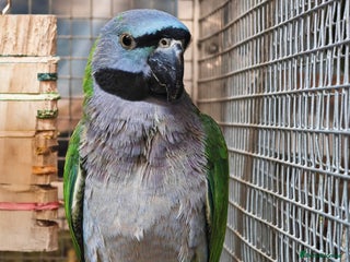 Parrots birds Xxx BIRDS/PARAKEETS/PARROTS xxX - Advert 2