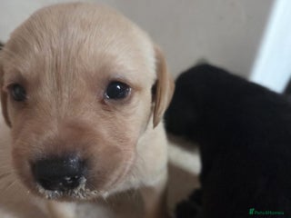 Labrador Retriever dogs Beautiful kc registered Labrador puppies - Advert 4