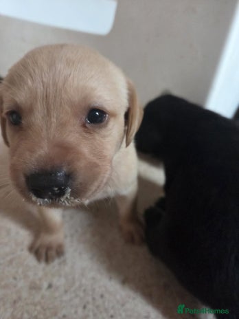 Labrador Retriever dogs - Advert 3