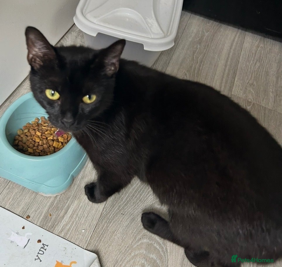 Mixed Breed cats 2 black female cats looking for a forever  home - Advert 1