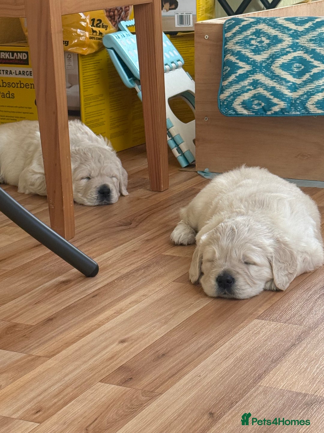 Golden Retriever dogs for sale: Golden Retriever Puppies - Advert 1