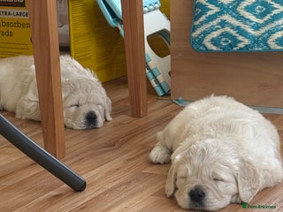 Golden Retriever dogs Golden Retriever Puppies - Advert 9