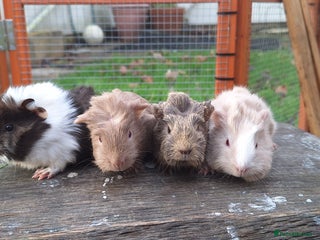Guinea Pig rodents Baby Guinea Pig - Advert 1
