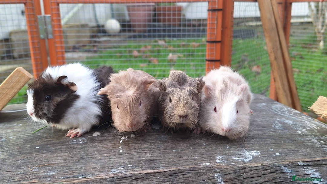 Guinea Pig rodents for sale: SOLD Baby Guinea Pig - Advert 1