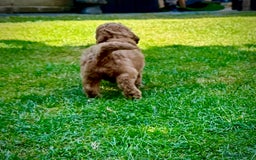 Cockapoo dogs for sale: Mini Cockapoo Puppies Kent - Image 36