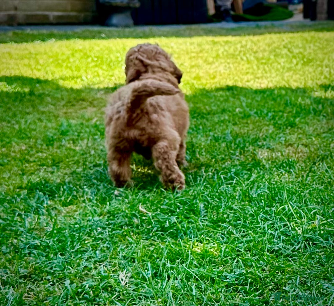 Cockapoo dogs for sale: Mini Cockapoo Puppies Kent - Image 36