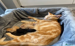 Mixed Breed cats for sale: Beautiful ginger tabby kittens - Image 3