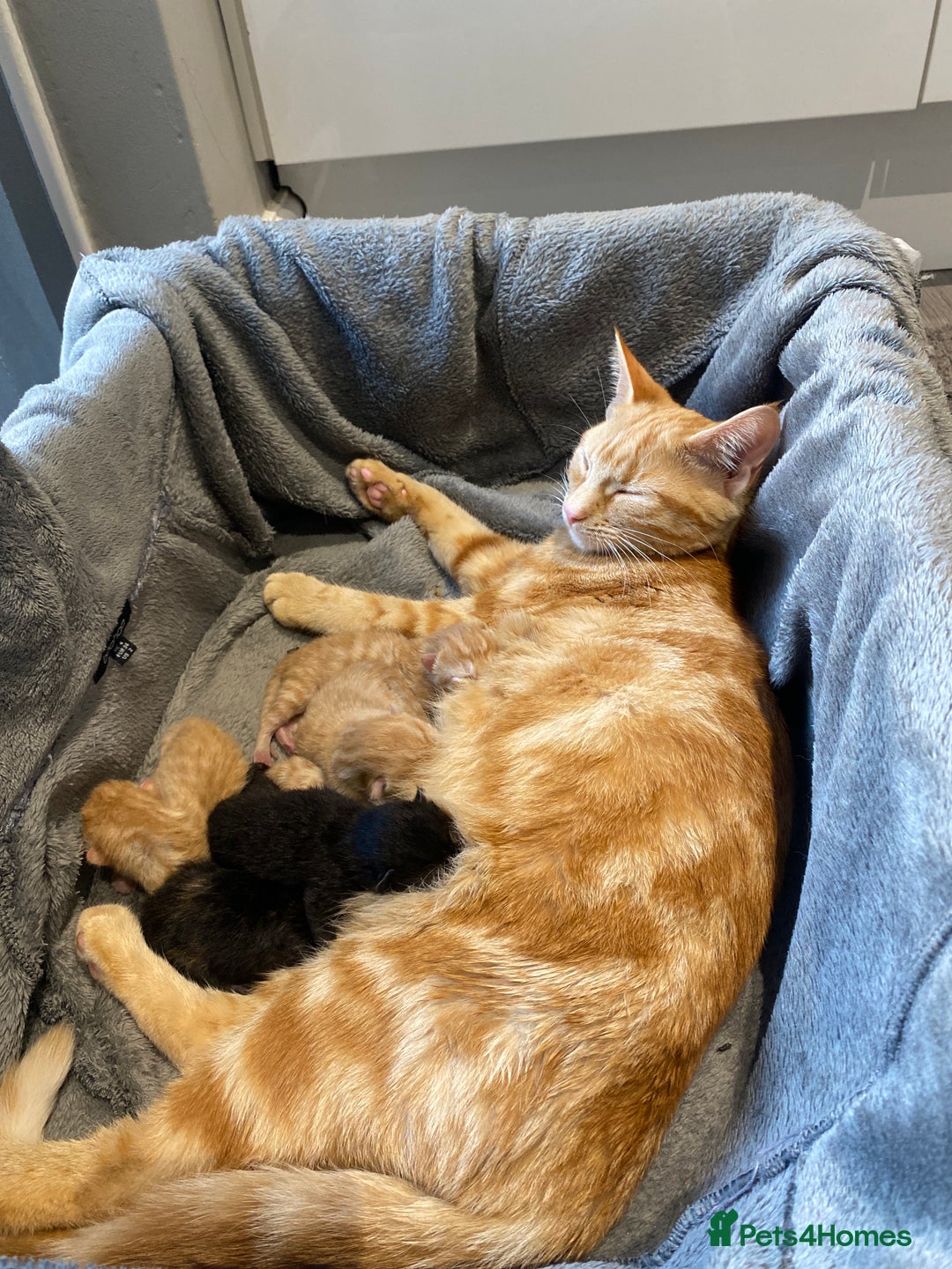 Mixed Breed cats for sale: Beautiful ginger tabby kittens - Image 3