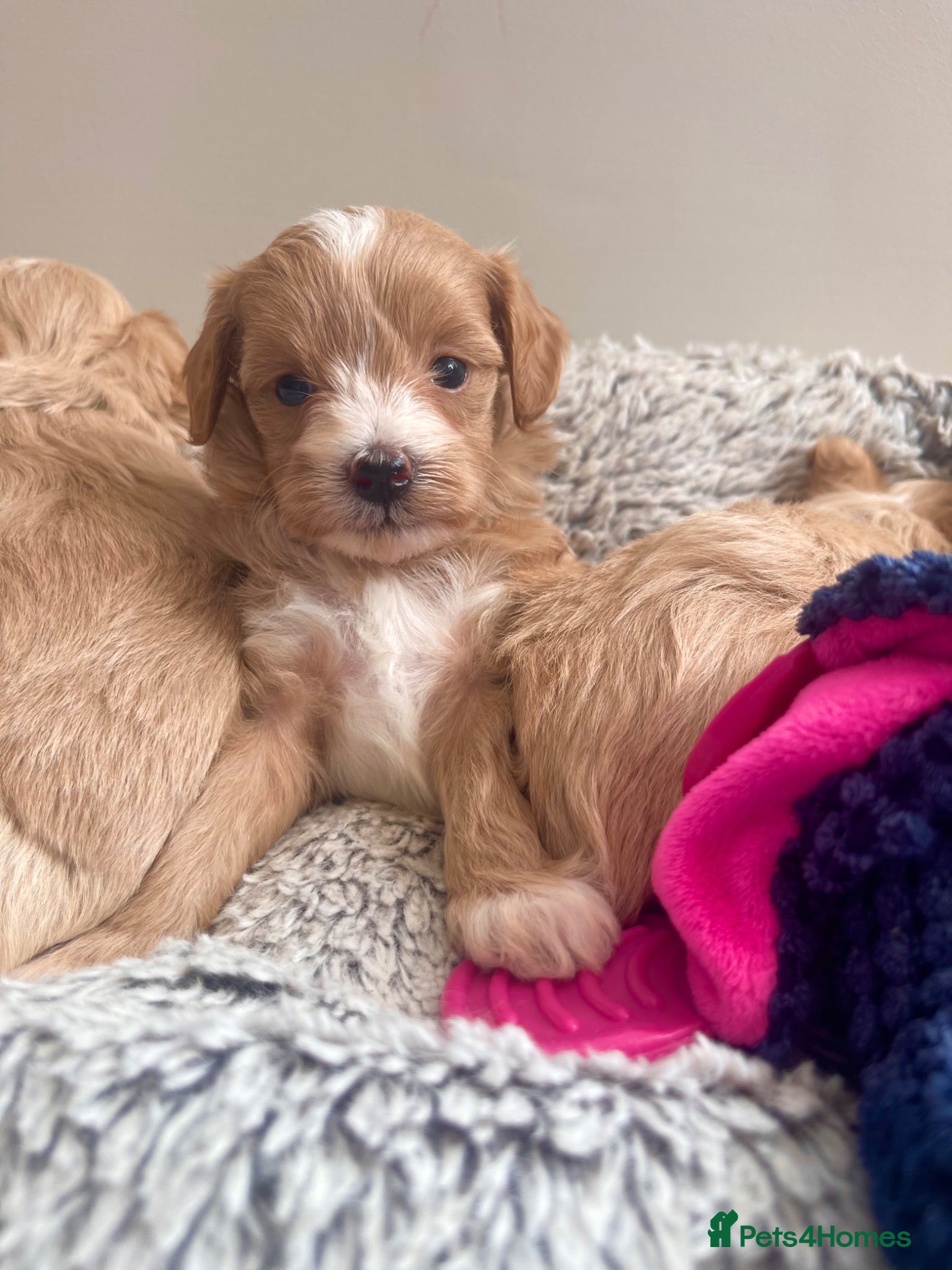 Maltipoo dogs Exquisite Maltipoo puppies kc health tested parent - Advert 11