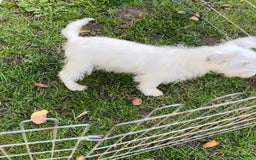 West Highland Terrier dogs for sale: Beautiful west highland terriers puppys - Image 22