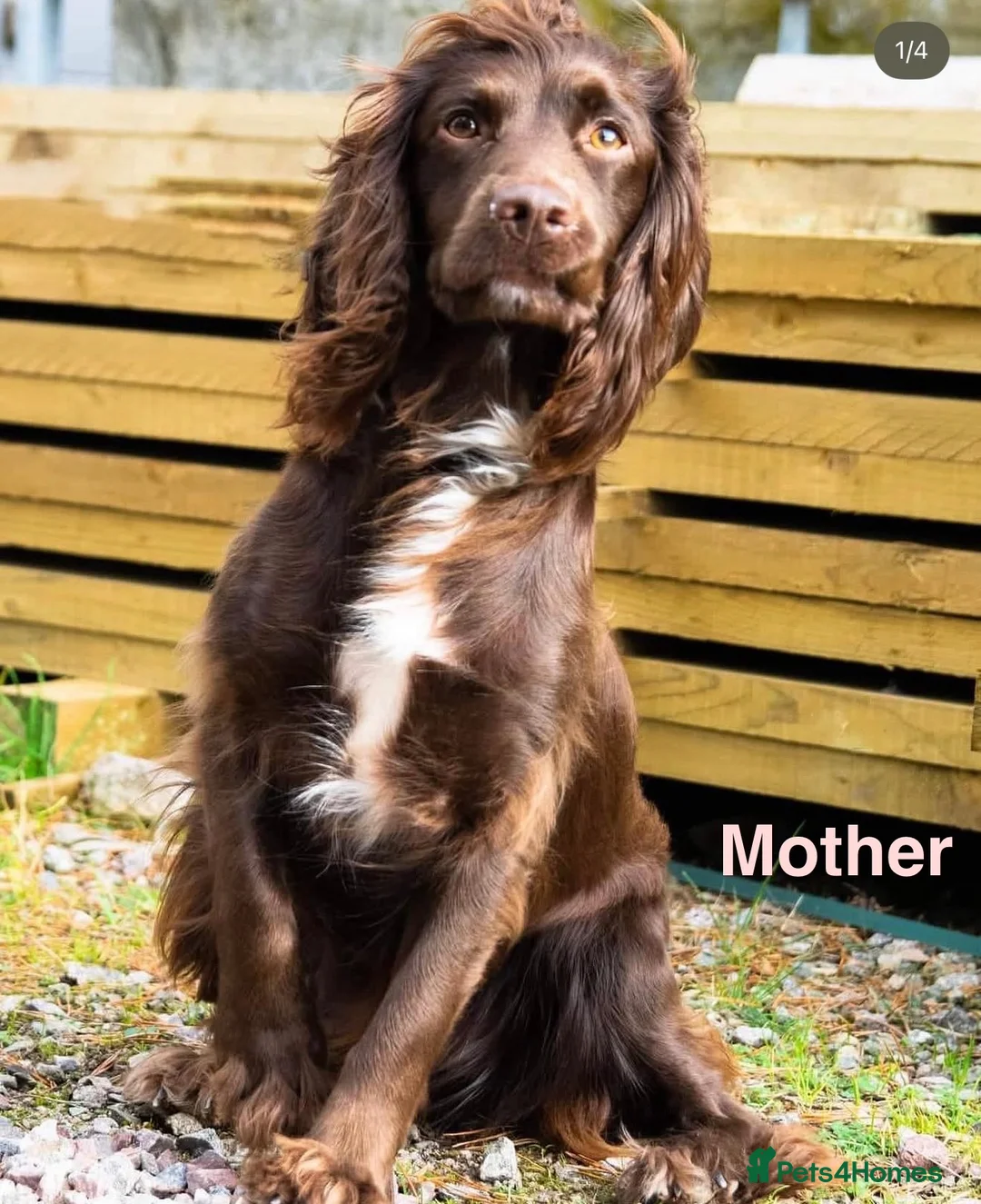 Mixed Breed dogs for sale: Sprocker x cockapoo puppies - Advert 9