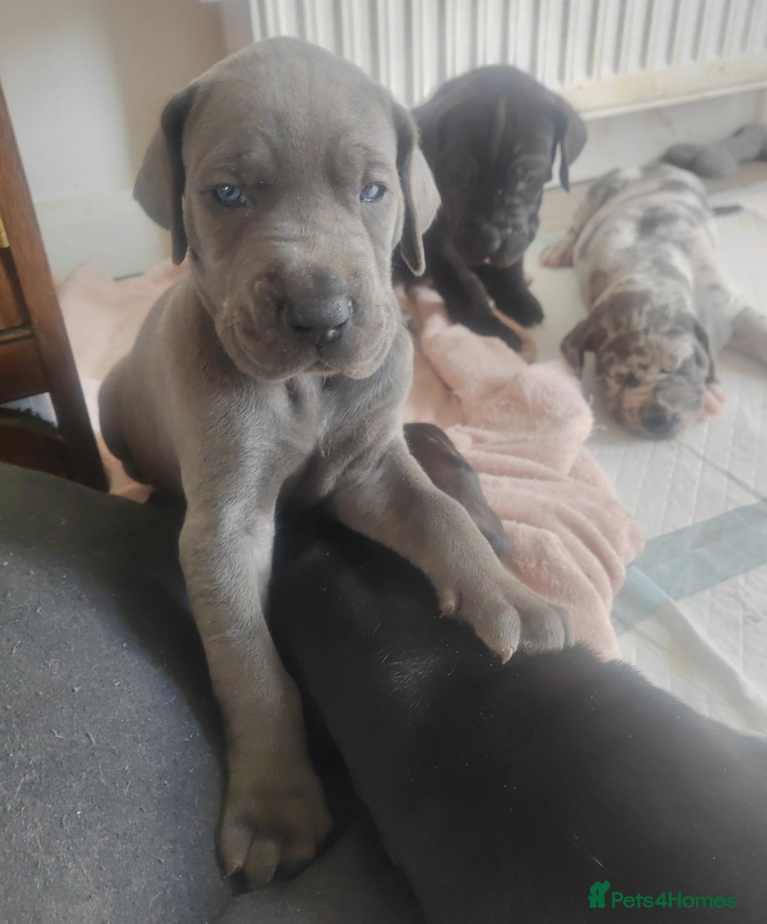 Great Dane dogs for sale: Beautiful KC registered Great Dane Puppies  - Image 6