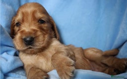 Cocker Spaniel dogs for sale: Beautiful family SHOW cocker spaniels LAST 2 - Image 11