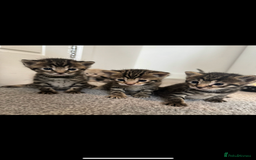 Bengal cats for sale: Snow bengal and charcoal bengal X - Image 5