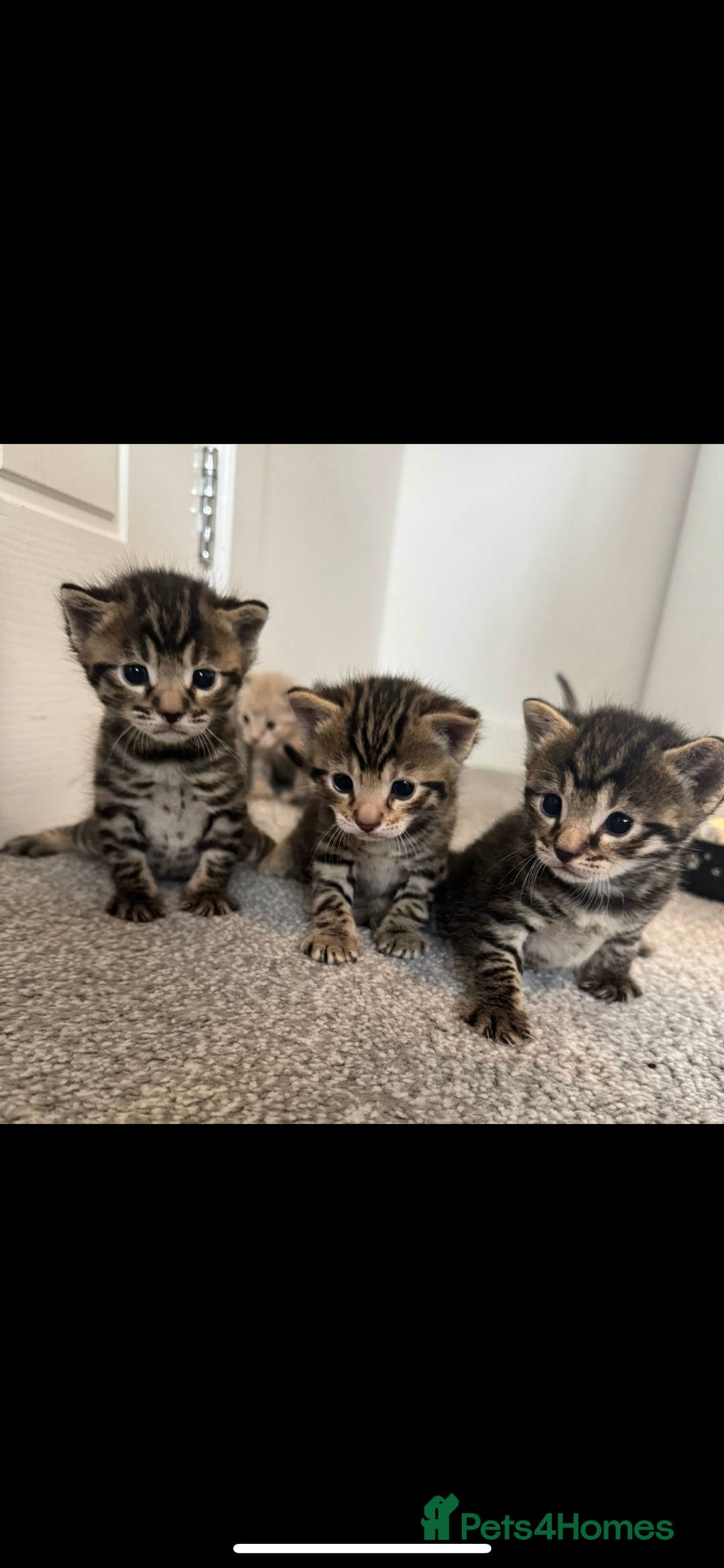 Bengal cats for sale: Snow bengal and charcoal bengal X - Image 5