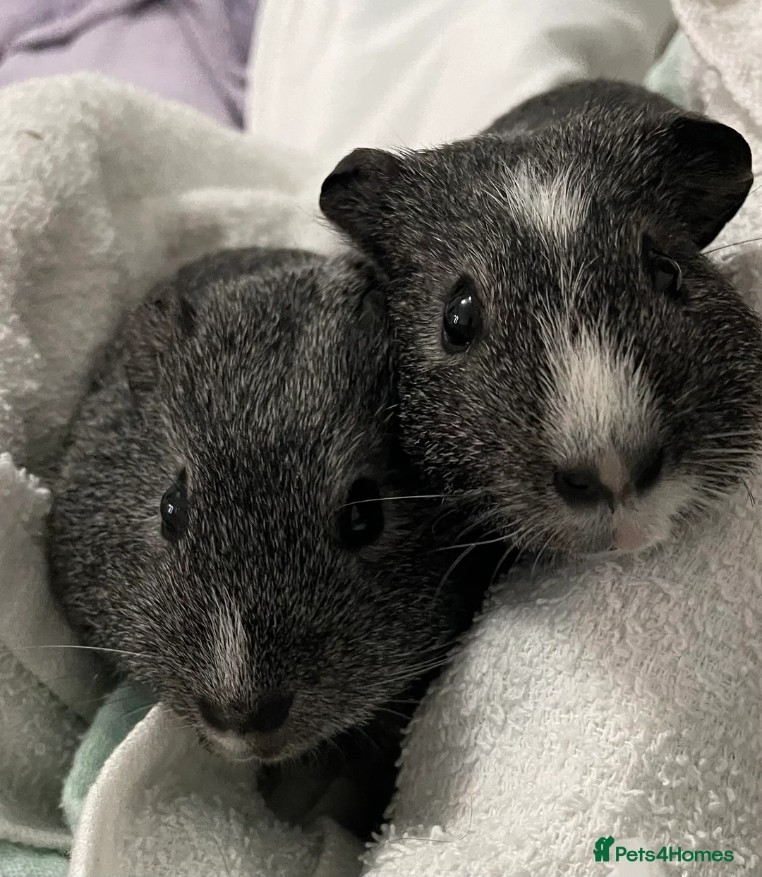 Guinea Pig rodents for sale: Beautiful guinea pigs boys - Advert 1