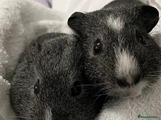 Guinea Pig rodents Beautiful guinea pigs boys - Advert 1