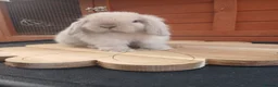Mini Lop rabbits for sale: Stunning purebred mini lop babies - Advert 6