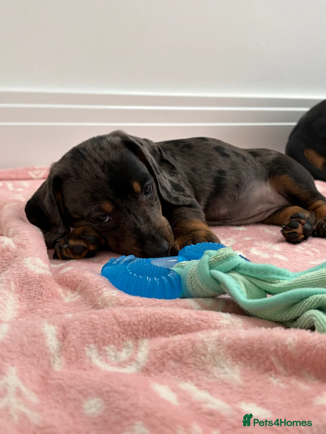 Dachshund dogs for sale: Mini dachshund  - Advert 6