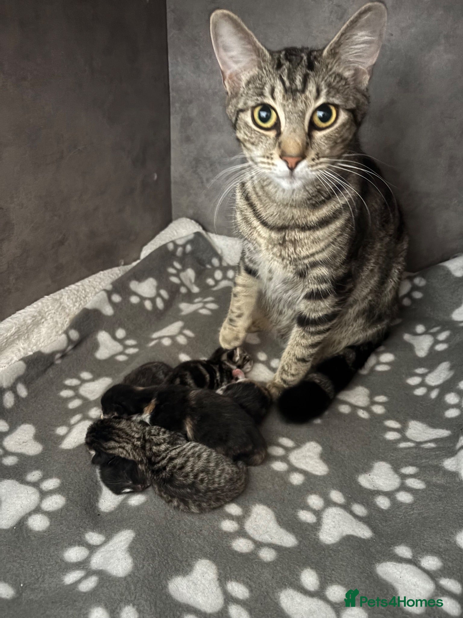 Mixed Breed cats Kittens - Advert 2